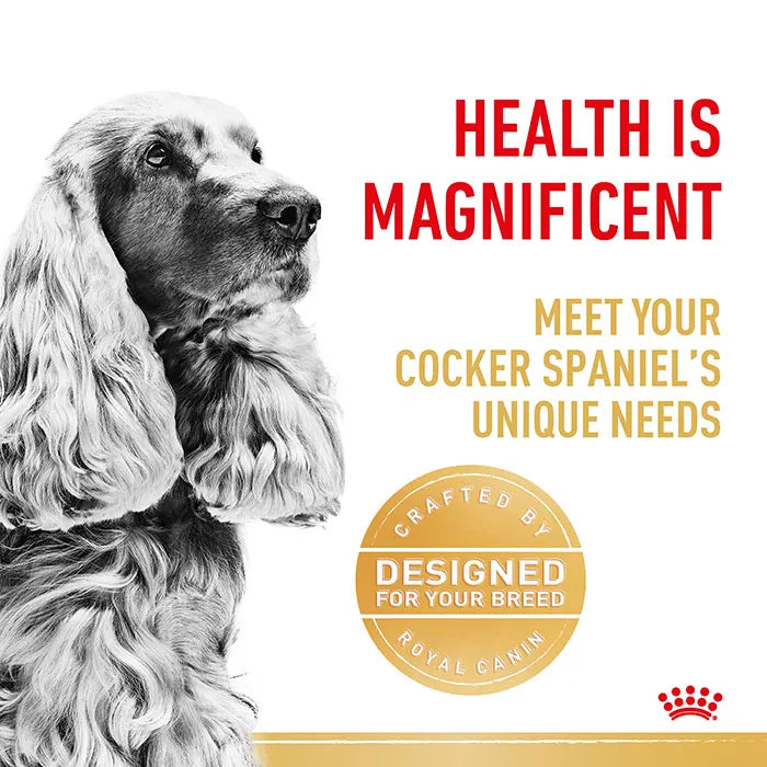 cocker spaniel food