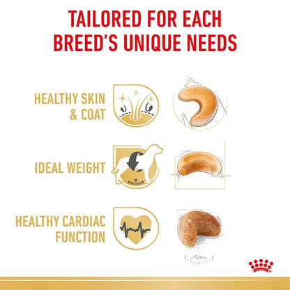 cocker spaniel dog food​