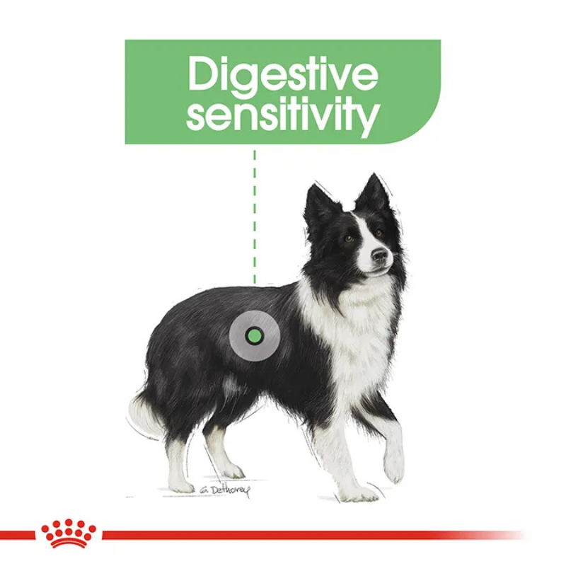 royal canin digestive care dog