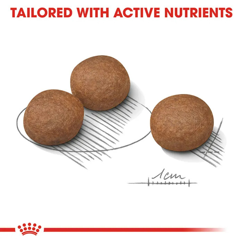 royal canin digestive care medium